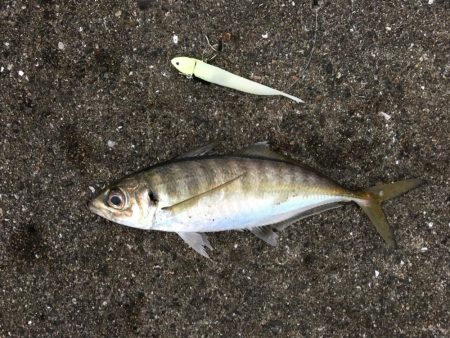 ワインドでサゴシ、アジ